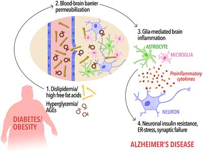 Insulin Resistance in Alzheimer's Disease